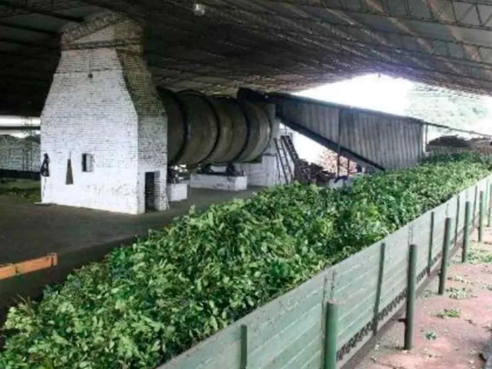 La crisis atraviesa toda la cadena yerbatera