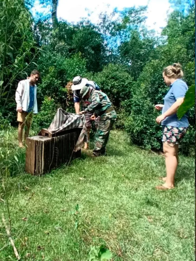 Guardaparques resguardaron al margay 