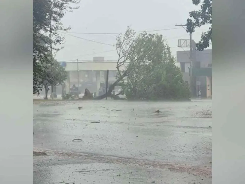 Caída de árboles y cables de alta tensión