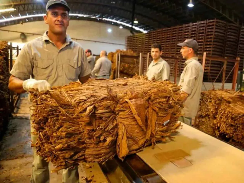 Comienza mañana el acopio de la zafra 2026 