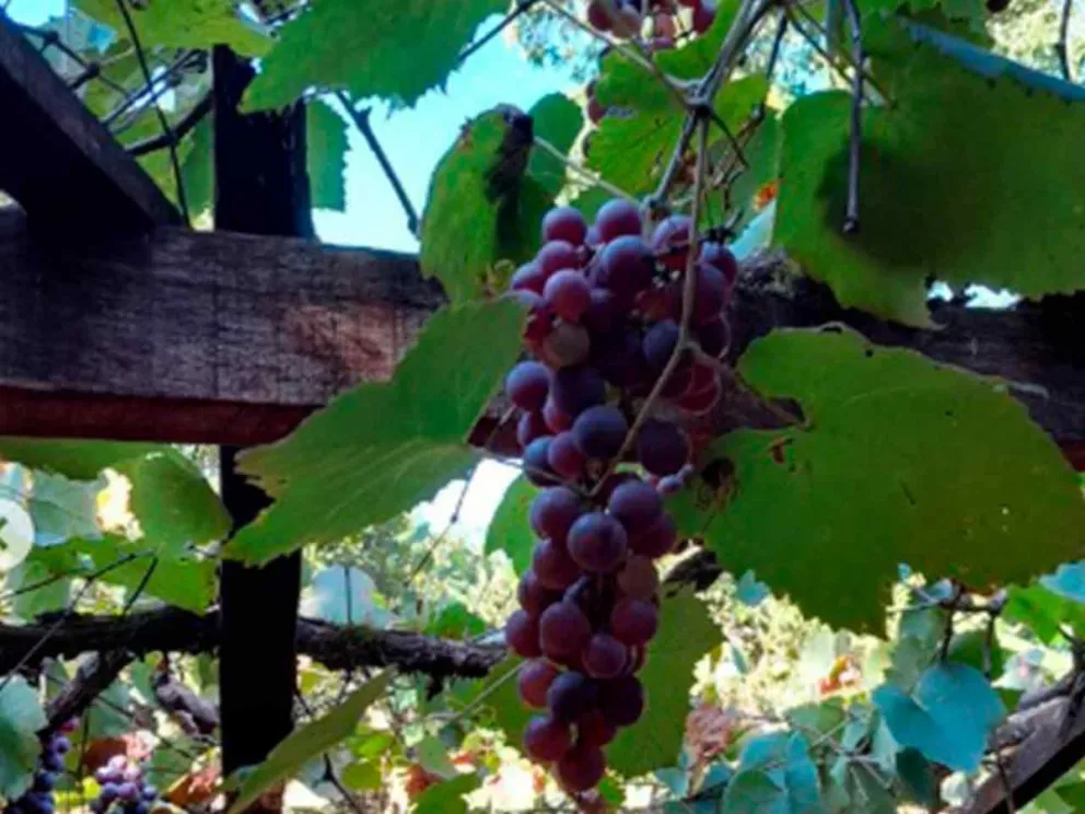 Se supervisaron cultivos alternativos