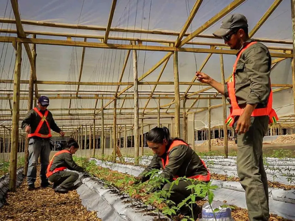 Cuenta con 52 invernaderos