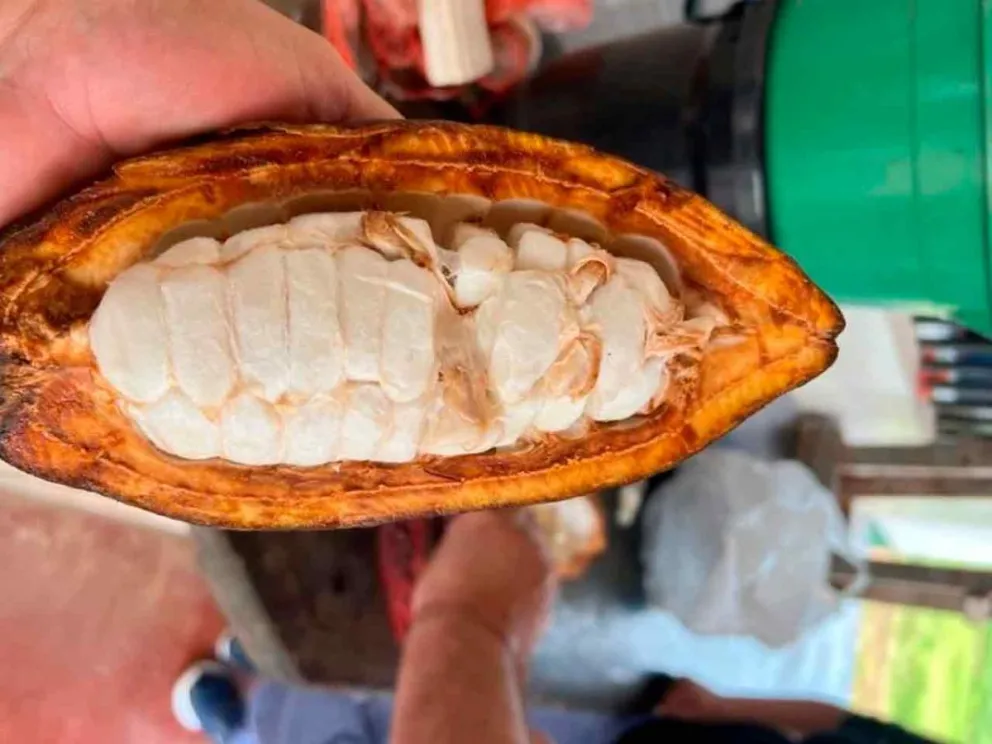 Pruebas experimentales con Theobroma cacao