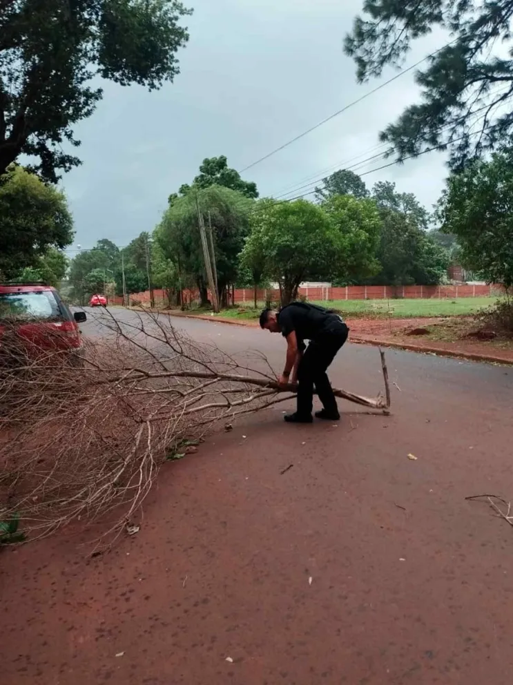 Despeje de ramas caídas 