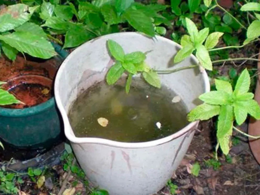 Eliminar el agua acumulada en recipientes