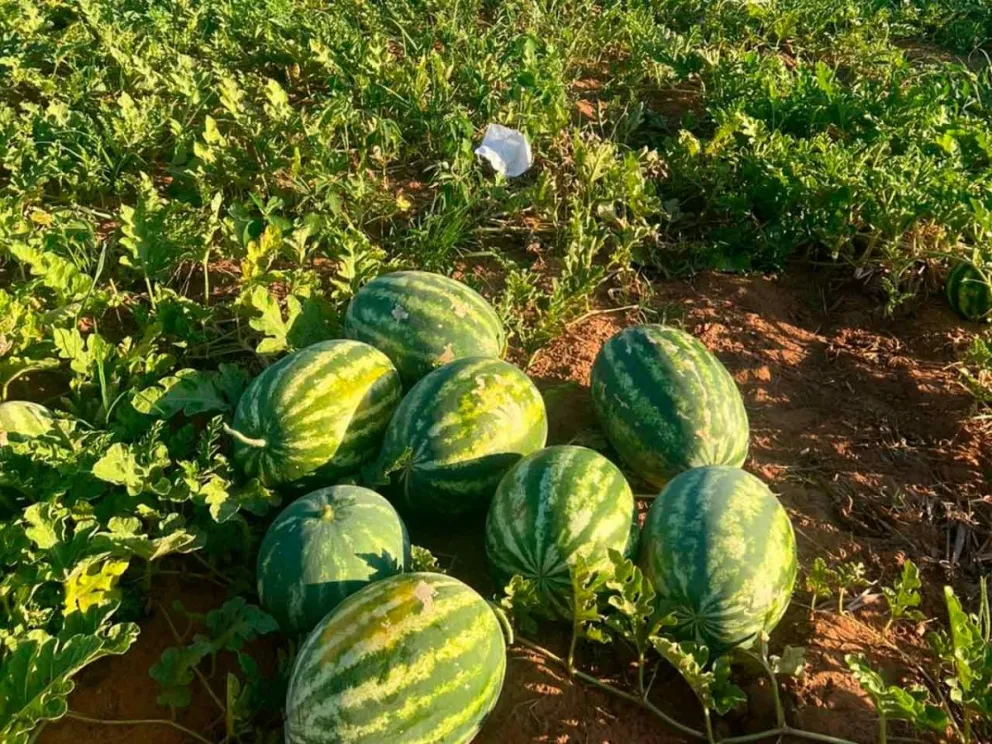 Obtuvieron frutas de excelente calidad
