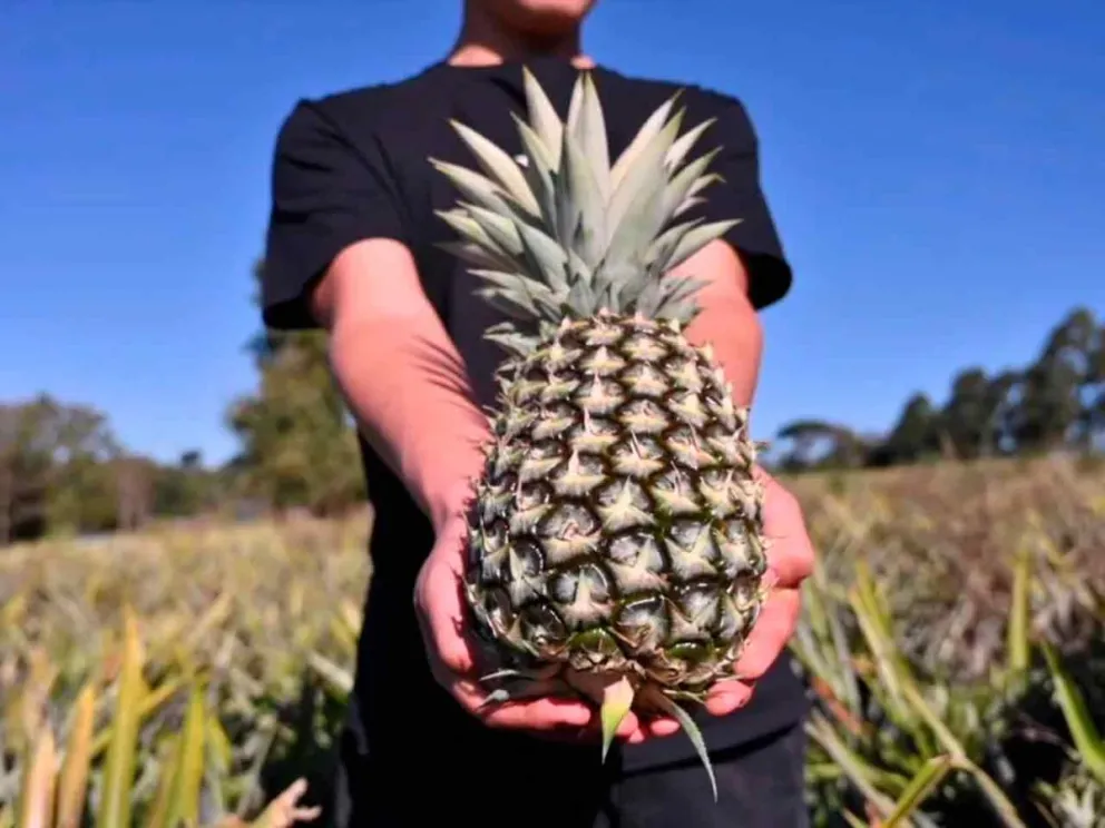 Importante innovación