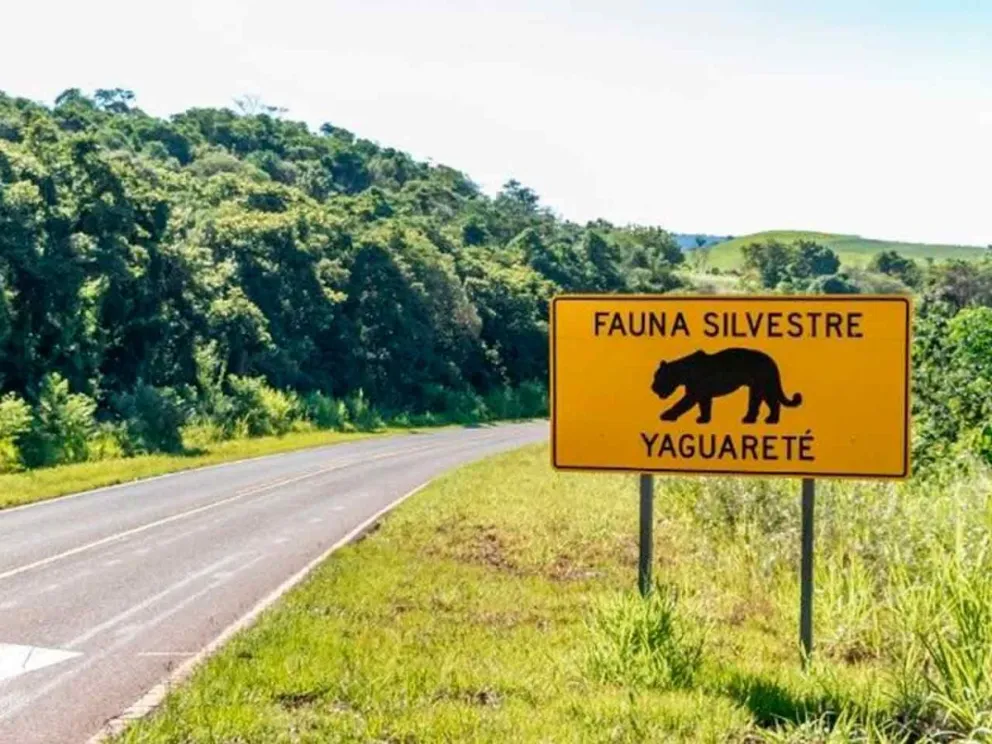 Apuntando a garantizar la supervivencia del felino