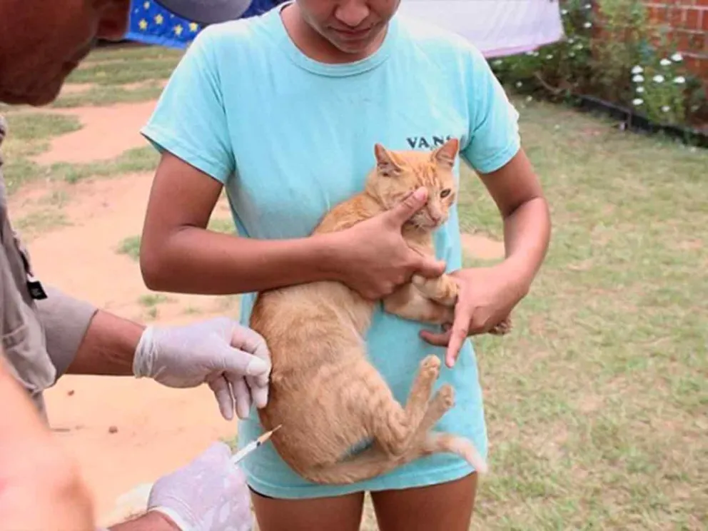 Vacunación antirrábica para mascotas