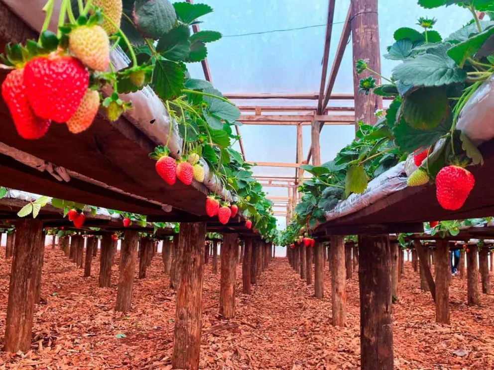 Invitan a participar