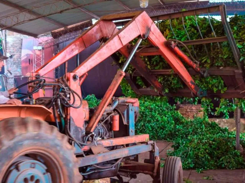 La provincia produce el 85% de la hoja verde del país