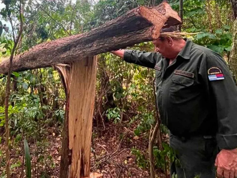 Corte y extracción de leña, ilegales