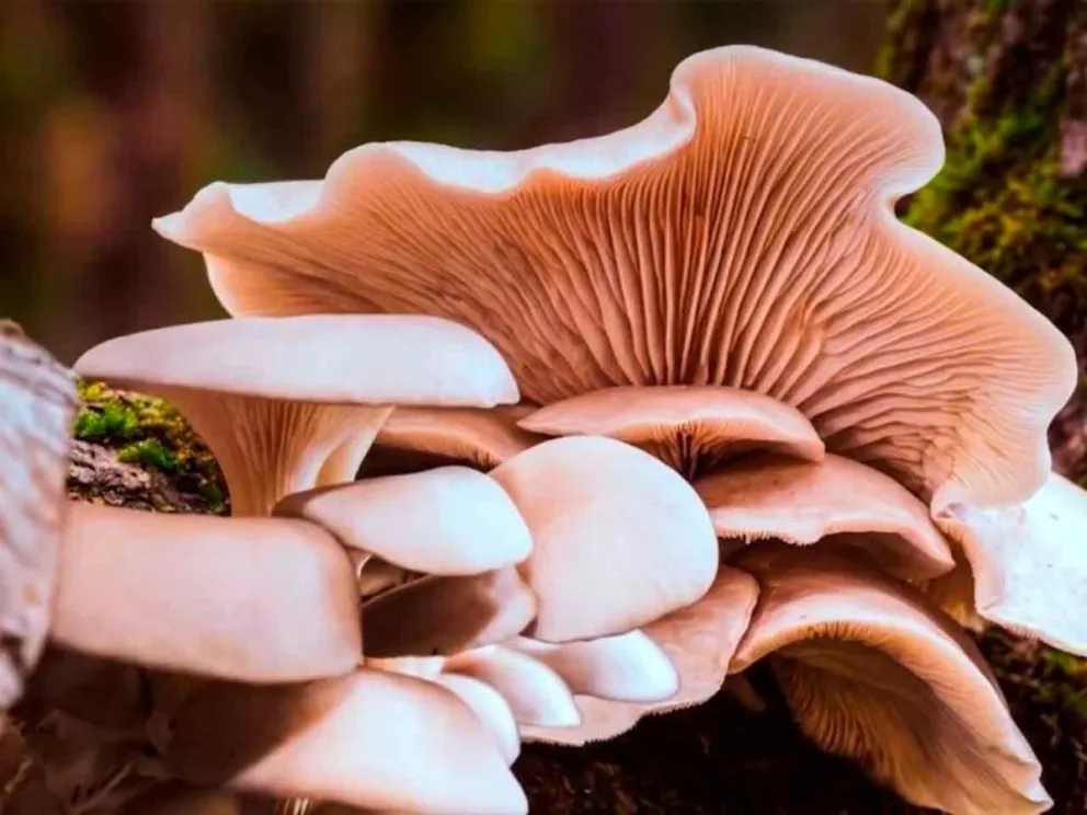 En el marco de la Ley VIII Nº 114