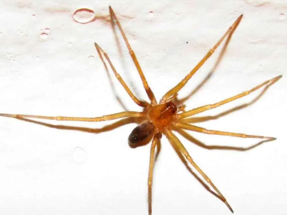 Ejemplar de Loxosceles laeta