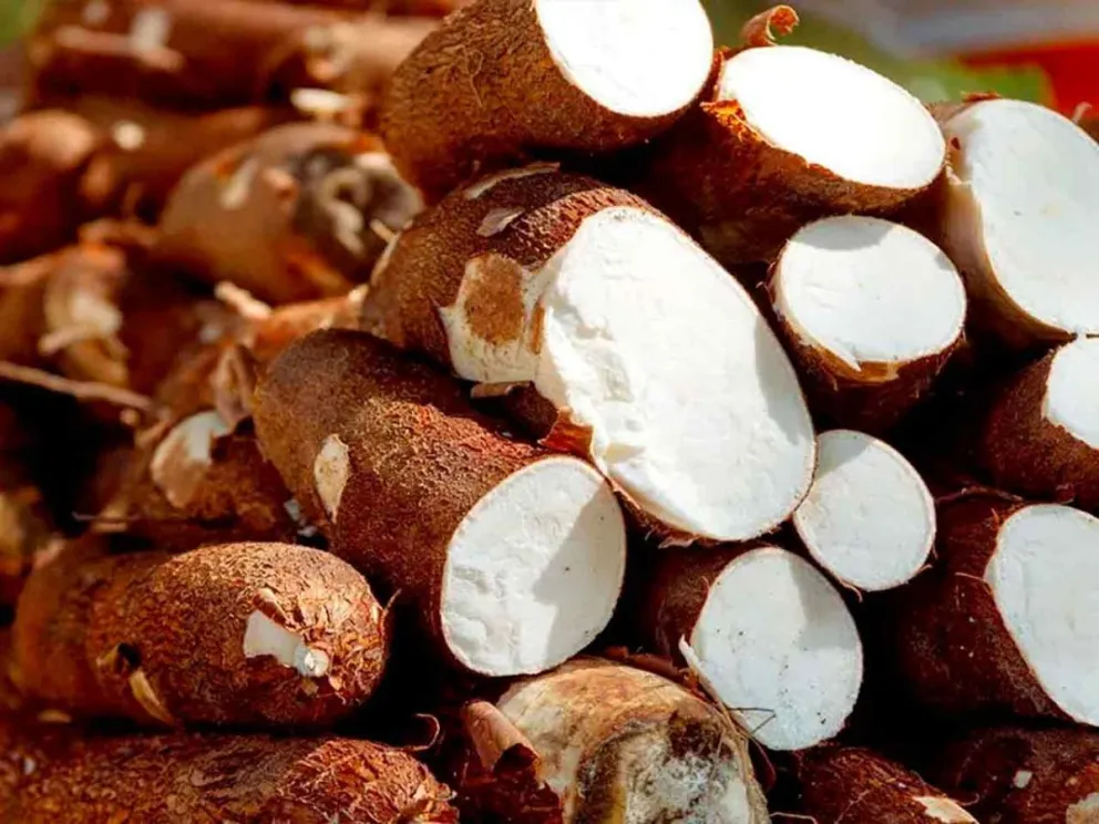 Por la industrialización de la mandioca