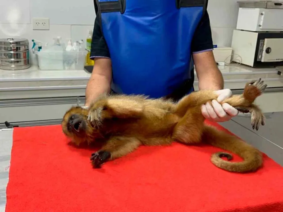 La mona recibió atención veterinaria