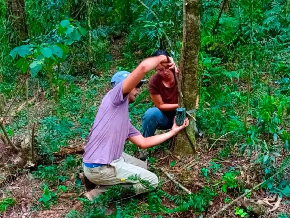 Por la denuncia de avistamiento de un yaguareté
