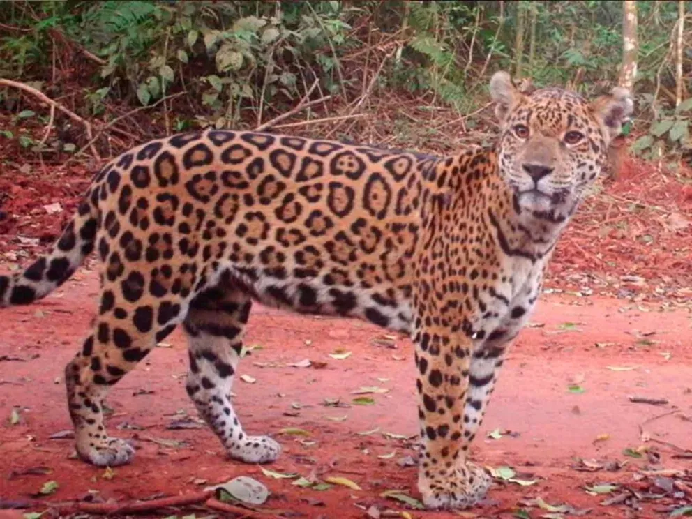 Busca preservar los yaguaretés y la biodiversidad