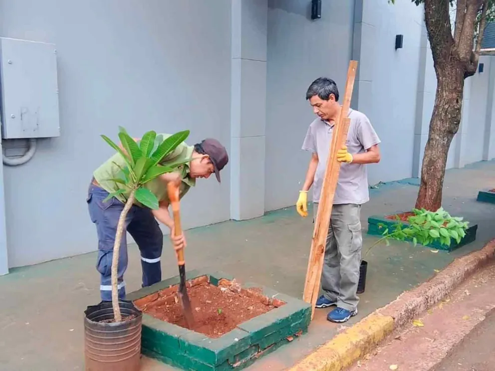 Plantaron ejemplares de jazmín magno y ceibo
