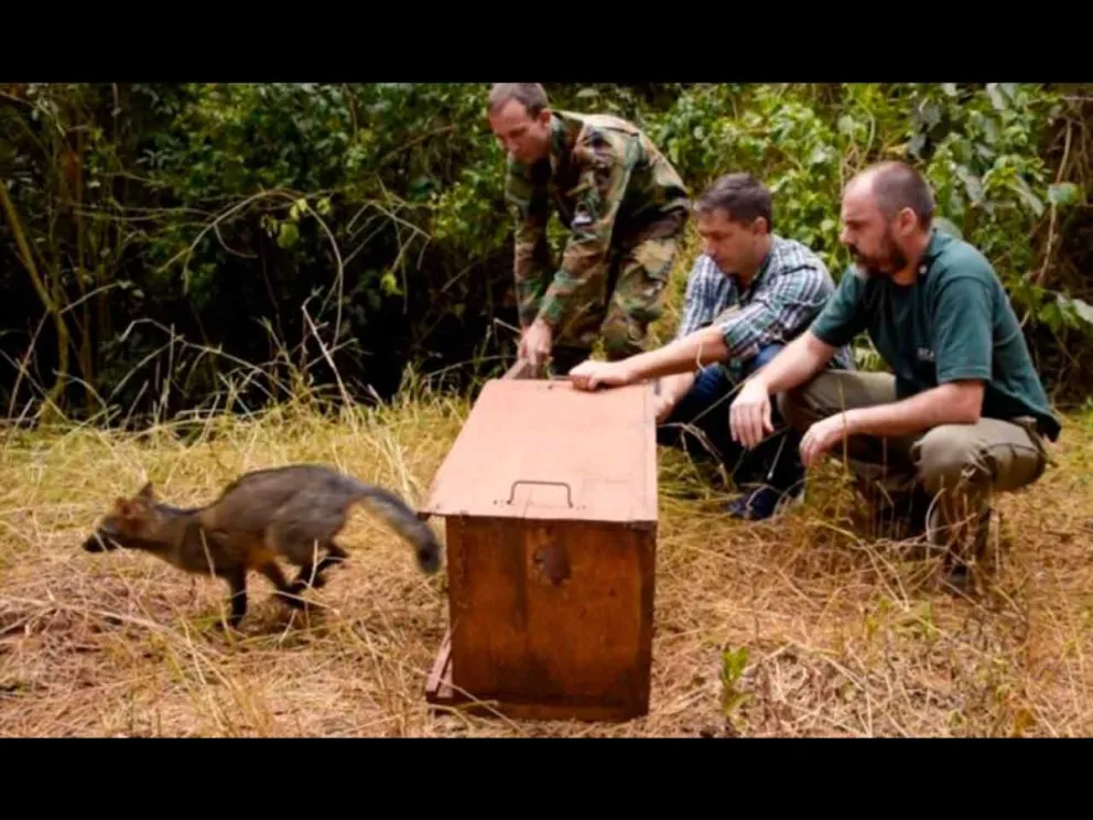 Liberación de la fauna silvestre rescatada