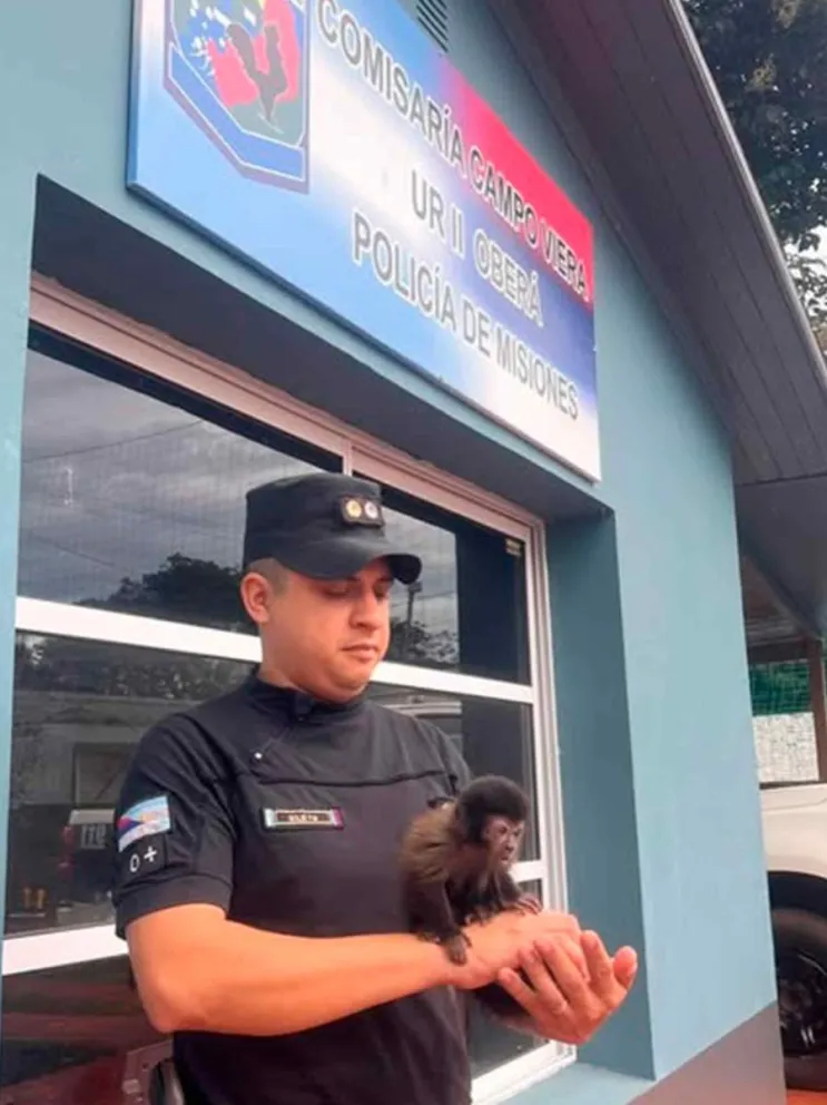 El primate fue puesto bajo resguardo