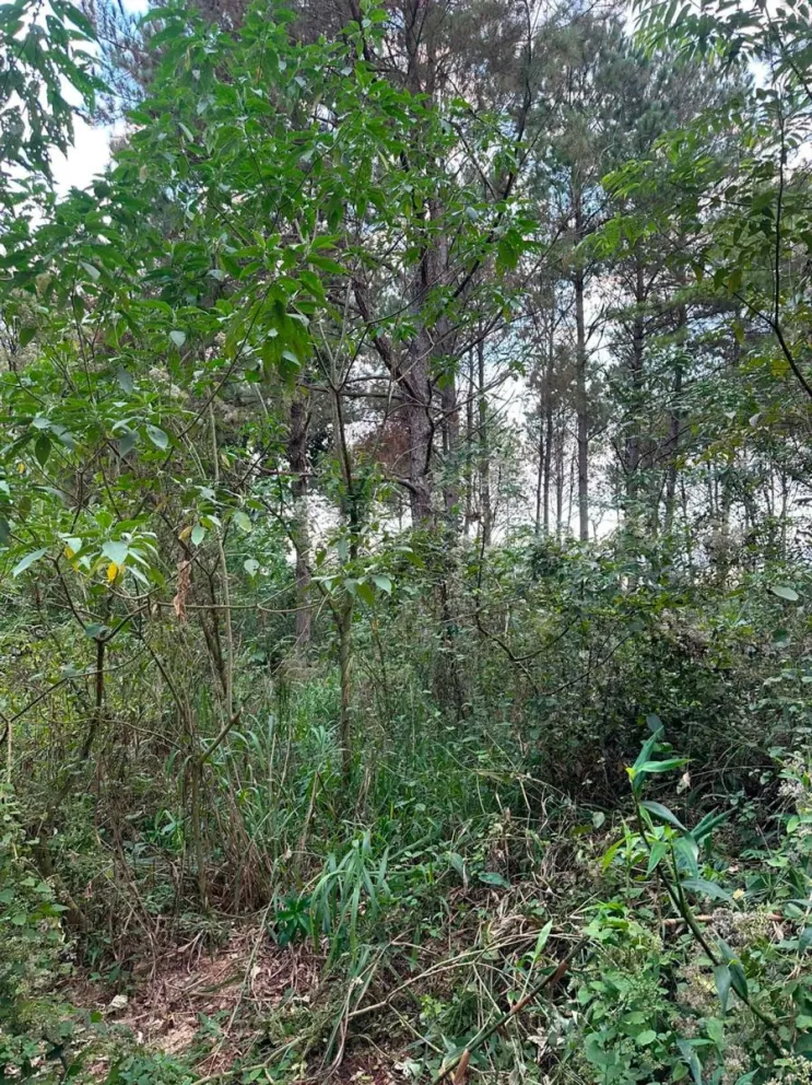 En la zona conocida como “5 Arroyos”