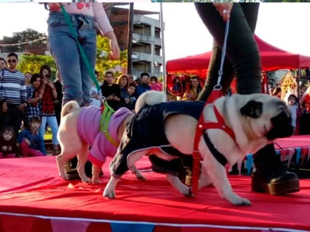 Por el respeto y cuidado de los animales 