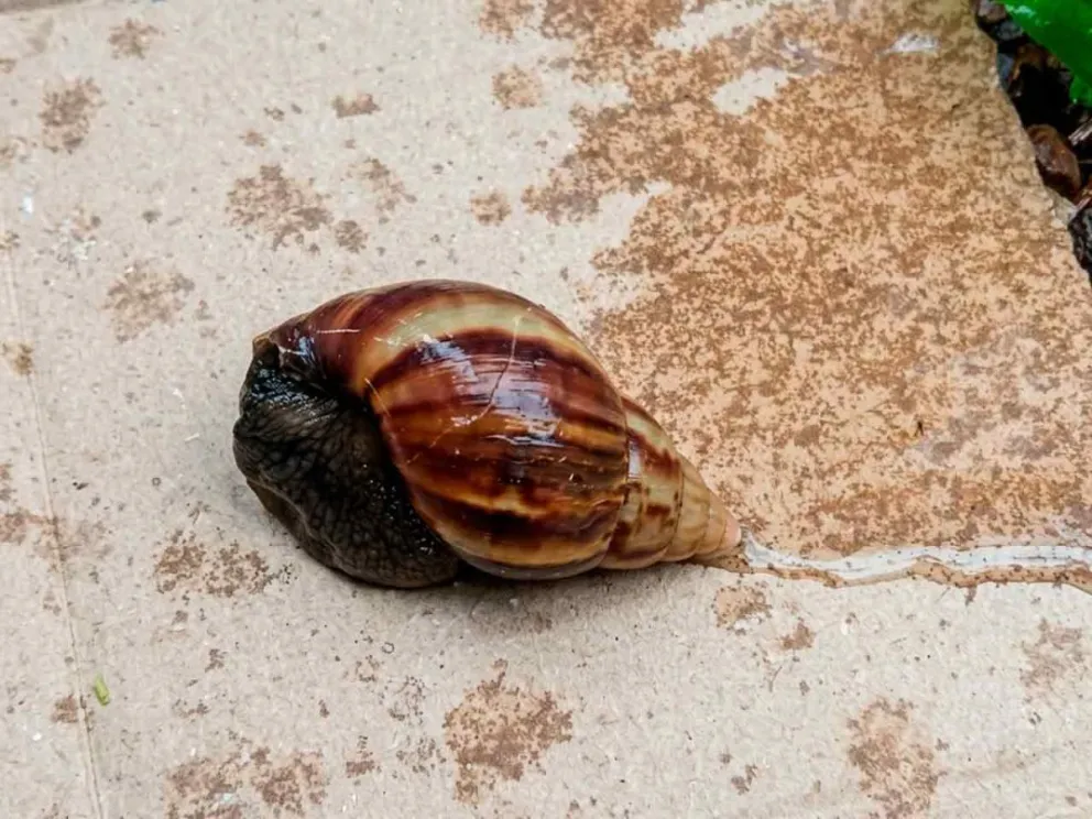 Especie exótica invasora