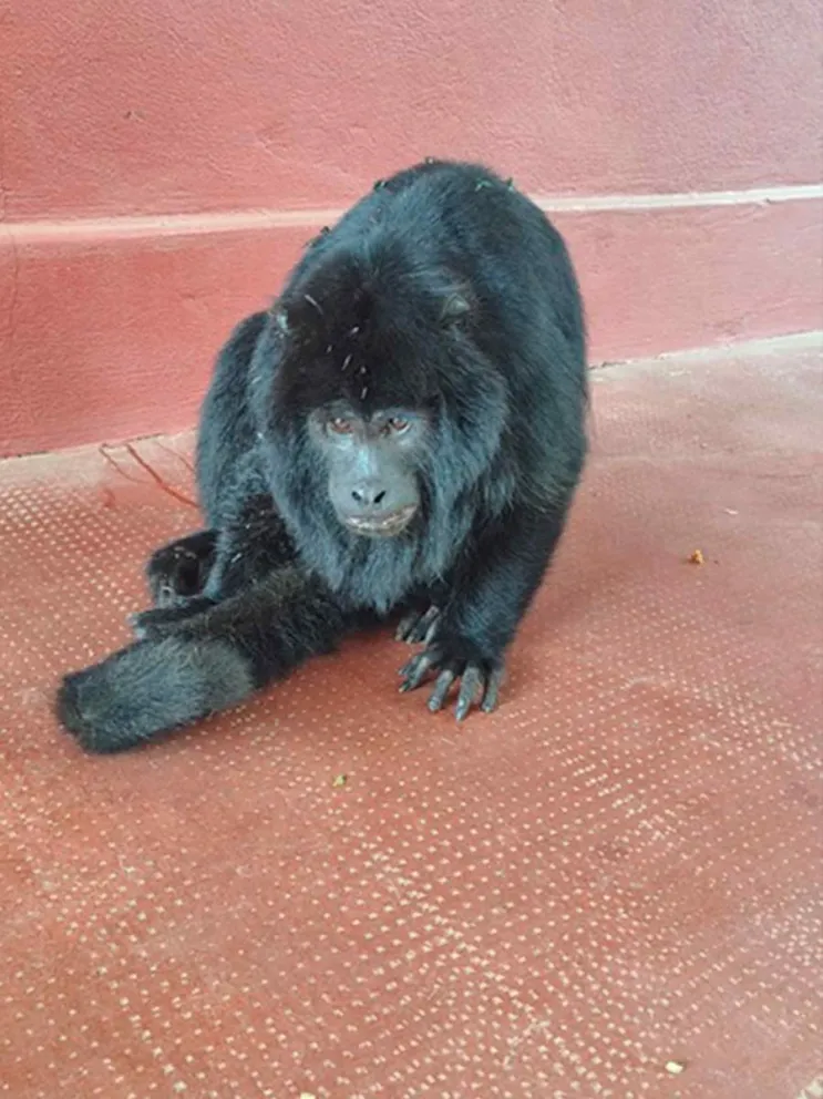 Fue derivado al Centro de Rescate El Puma