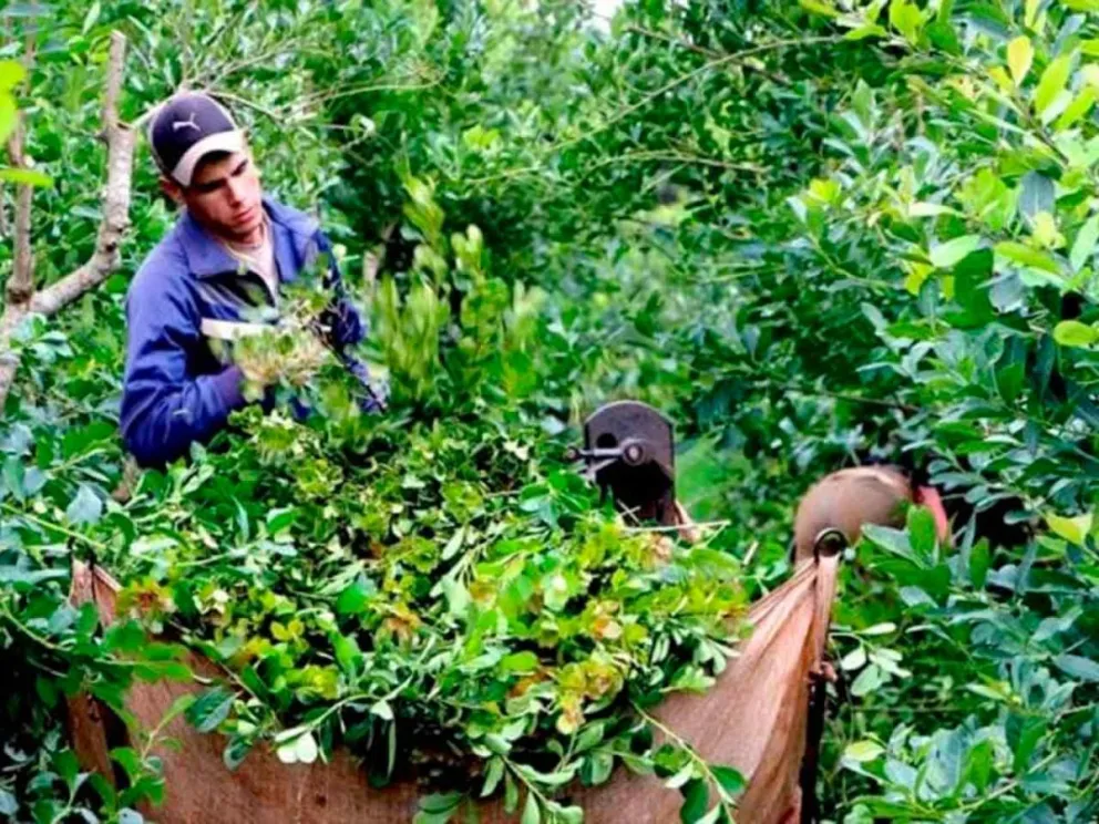 Pierden entre $125 y $260 por kg de hoja verde