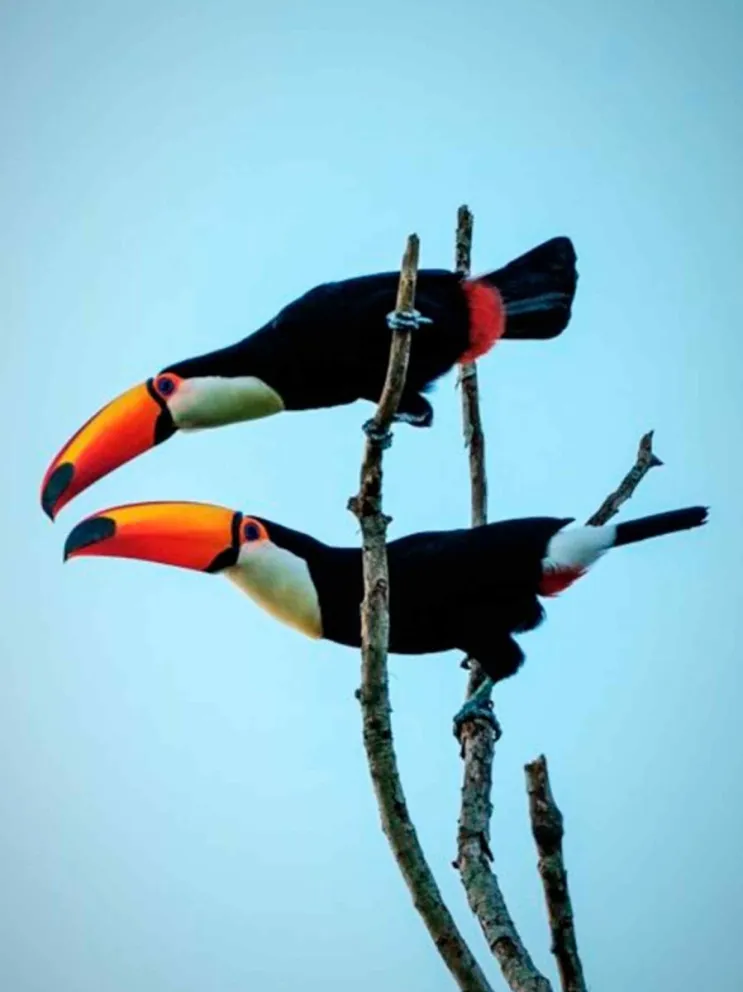 Impulsado por el Programa Ruta de las Aves