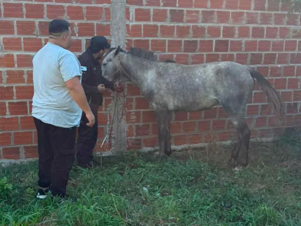 En Posadas, resguardaron a una yegua