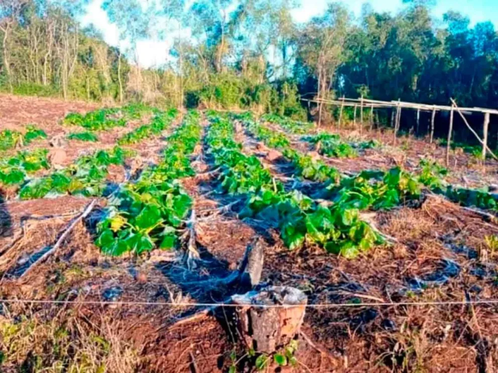 Desde la Agencia de Extensión Rural del INTA
