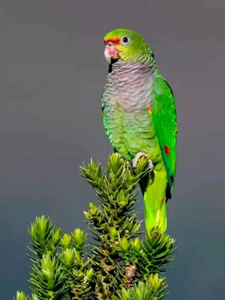 El ejemplar