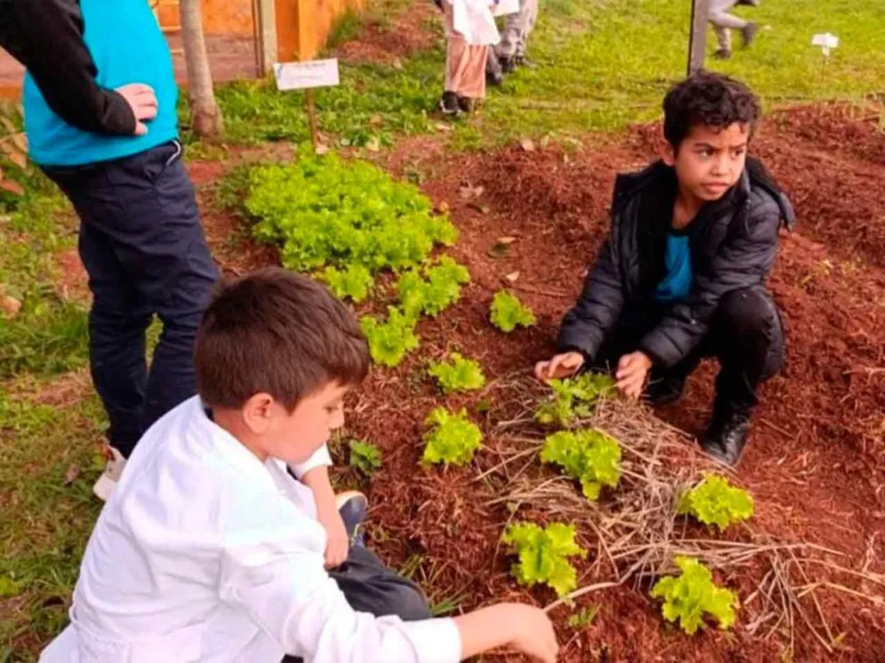 Aprendizaje práctico de cultivo sustentable