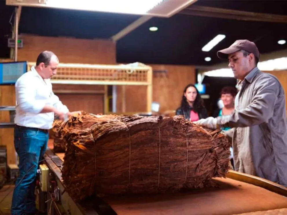 El Burley superó los 43 millones de kilos comercializados
