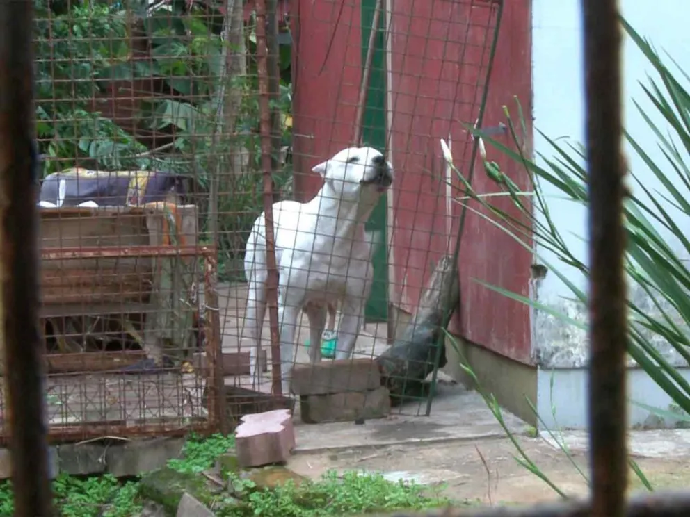 El animal permanece solo durante varios días
