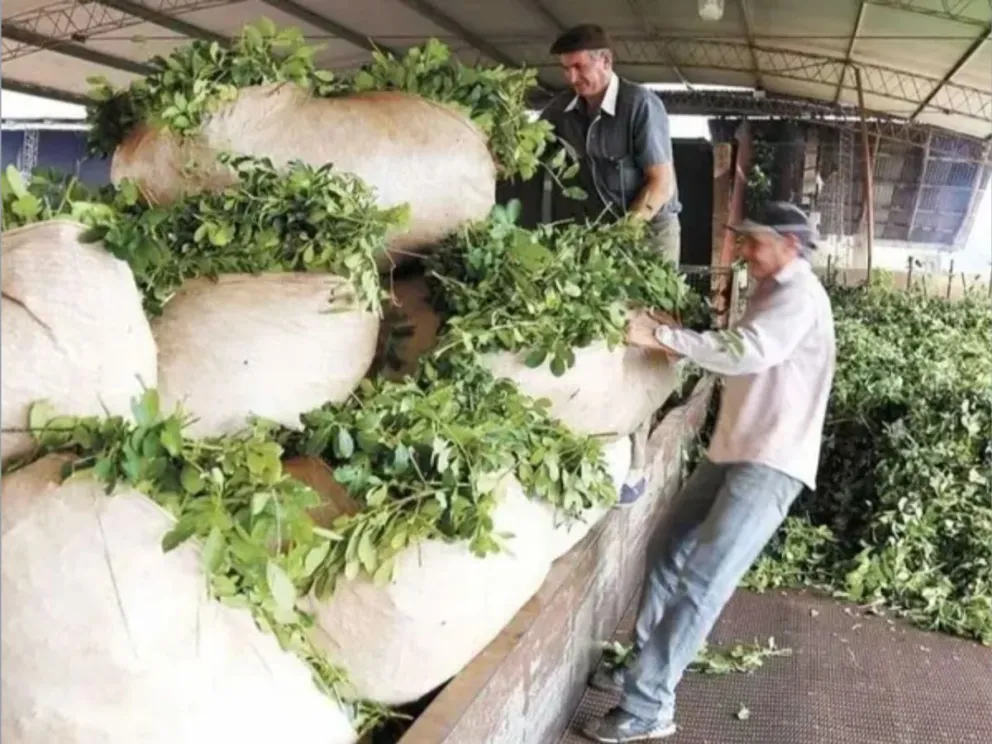 La yerba mate, rubro afectado por la desregulación