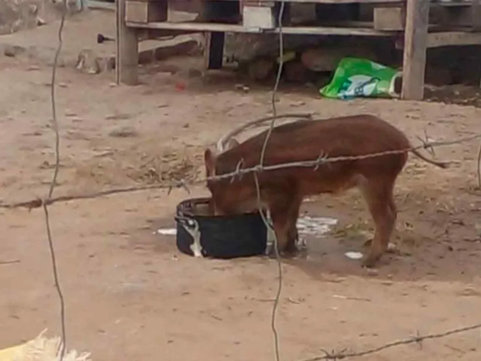 Uno de los animales incautados
