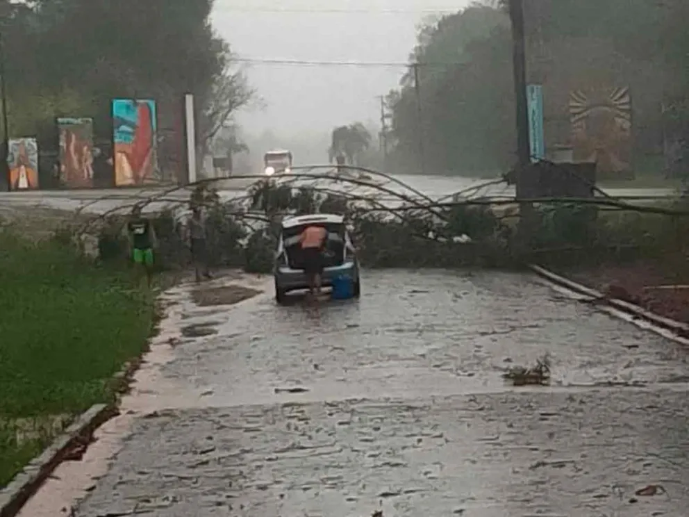 Anegación, caída de árboles y líneas eléctricas 