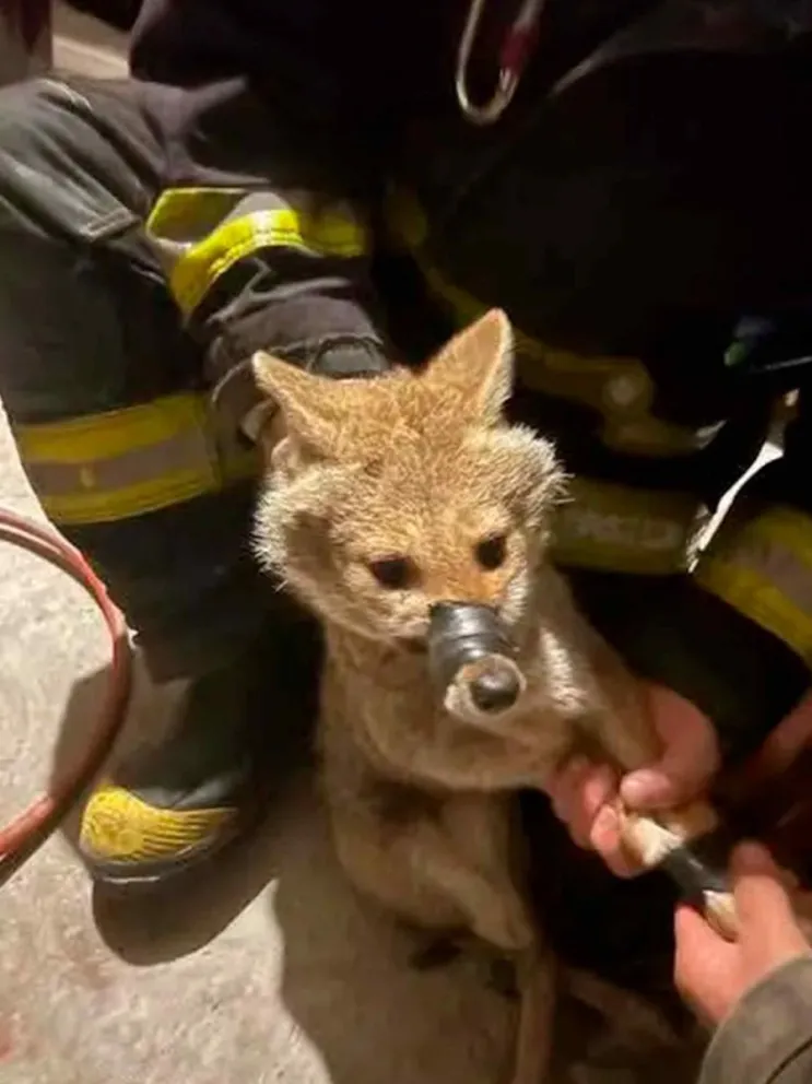 Fue rescatado por los Bomberos