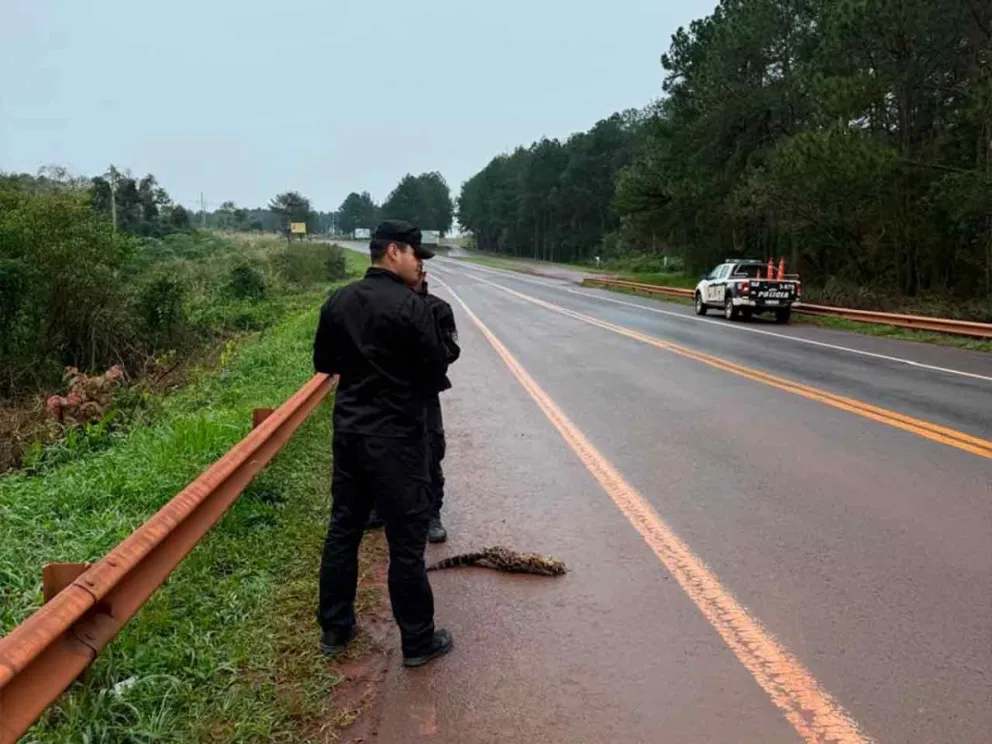 El animal silvestre tendido sin vida