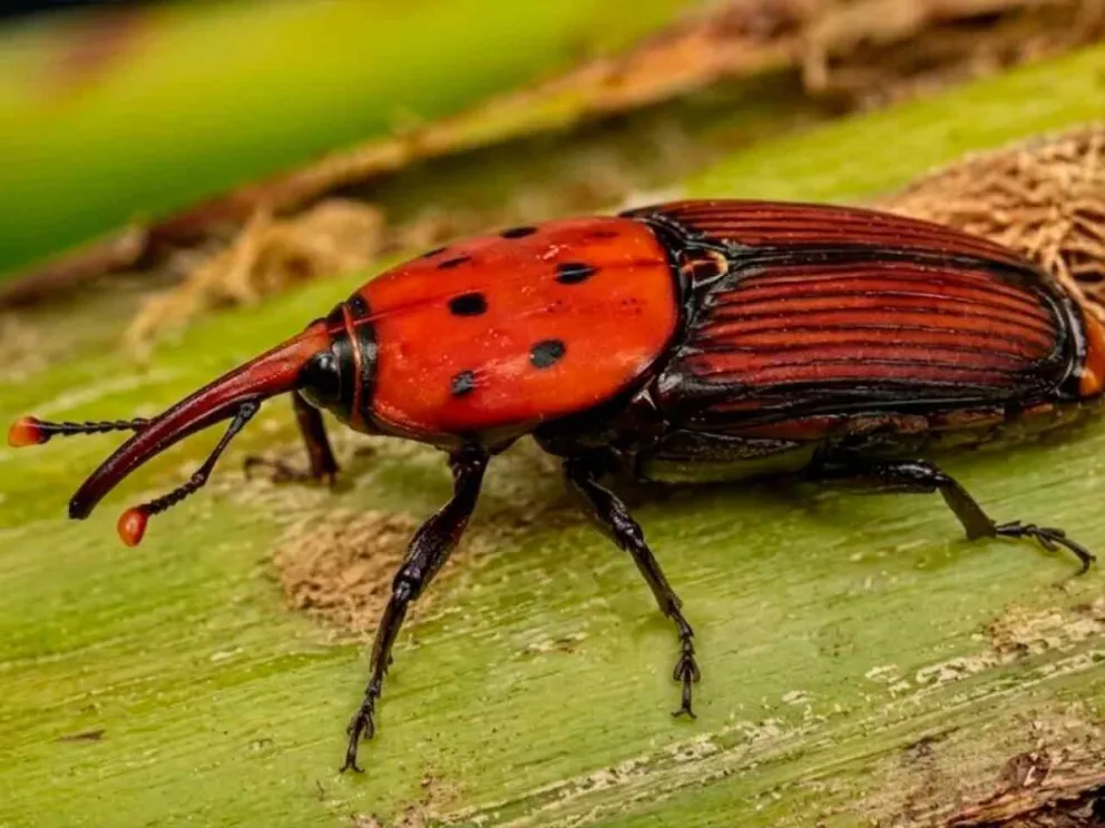 Una amenaza a las especies nativas y espacios urbanos