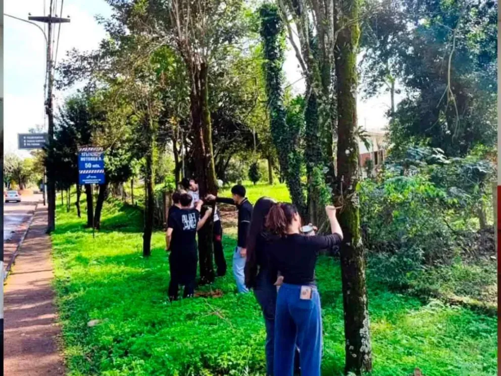 Plantan orquídeas sobre la avenida El Libertador