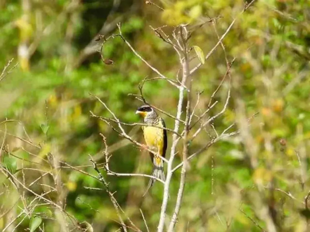 Ejemplar de Phibalura flavirostris