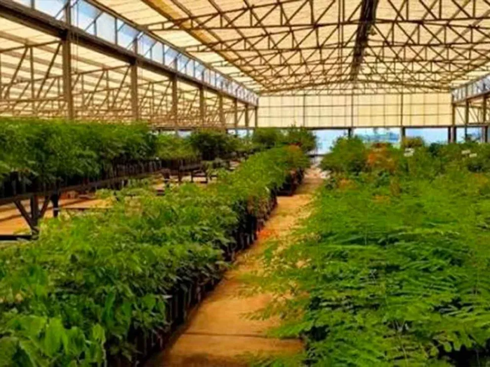 El vivero municipal cuenta con 41 mil plantines