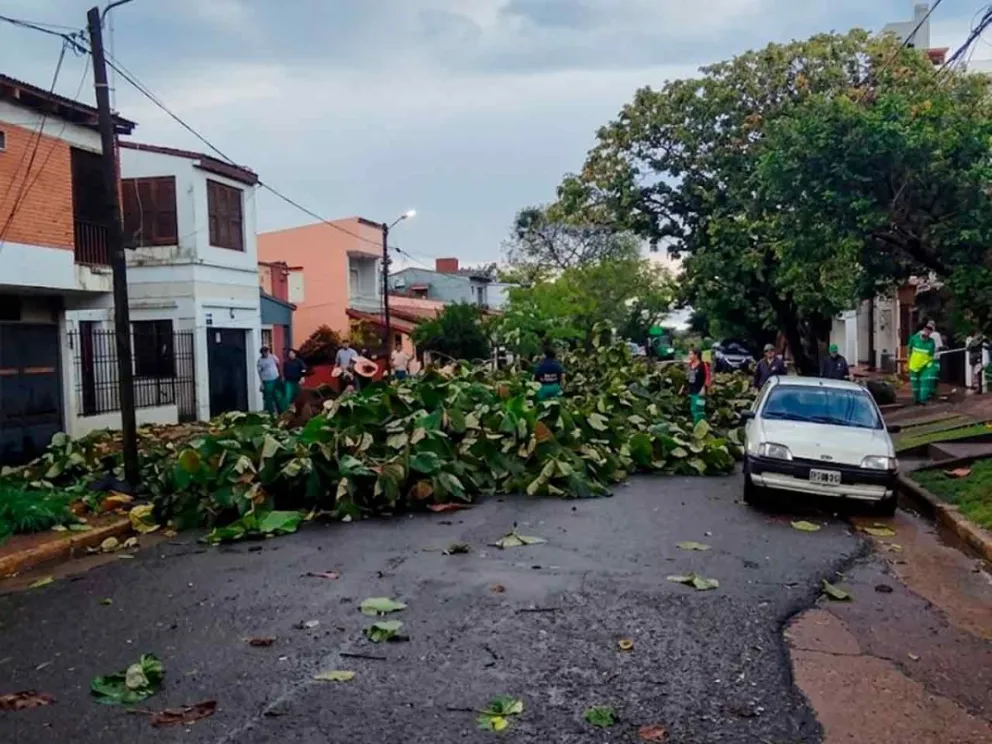 Realizaron trozado y despeje de árboles caídos 