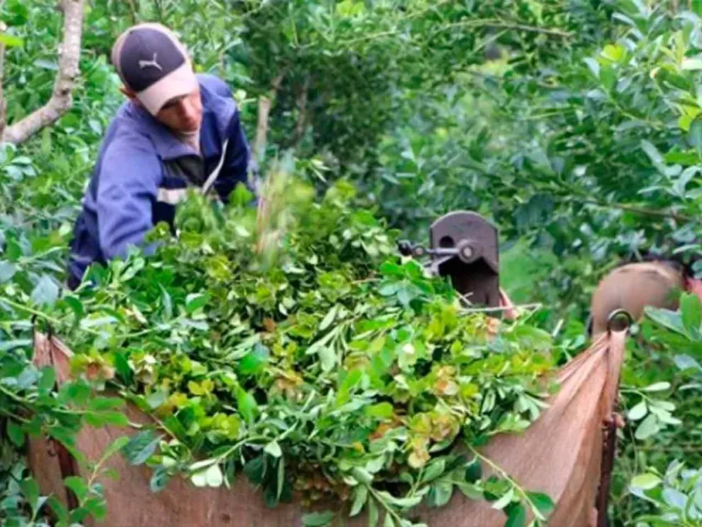 Proyecto del sector primario de la yerba mate