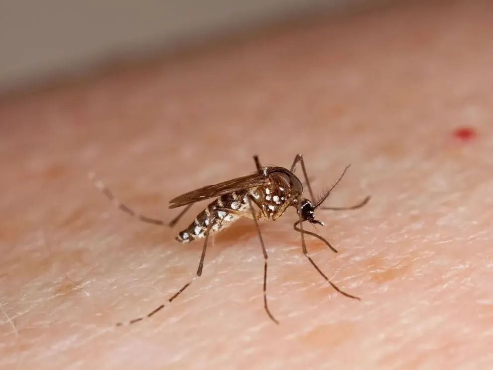 Aedes aegypti