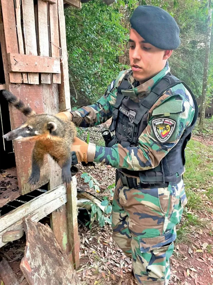 Rescate de los ejemplares 